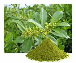 Gymnema Sylvestre
