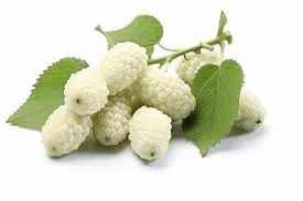White Mulberry