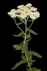 Yarrow